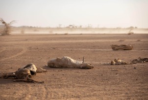 Susza w Rogu Afryki zabija zwierzęta hodowlane i plony – podstawę wyżywienia tamtejszych dzieci i ich rodzin.
